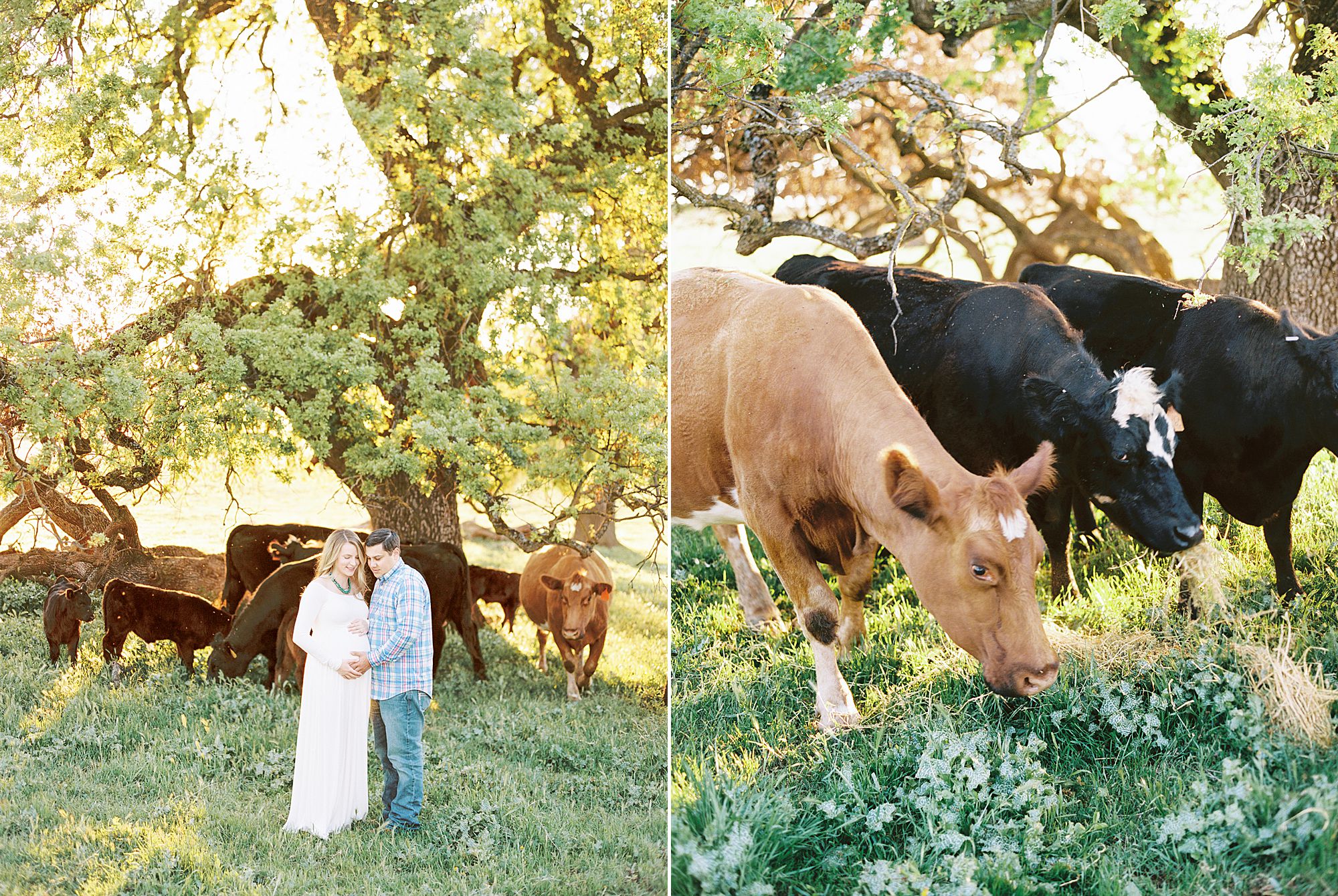 Sheridan Maternity Session - Lexie and Nick - Sacramento Maternity Photos by Ashley Baumgartner - Farmland, 4H Maternity with Cows_0003.jpg