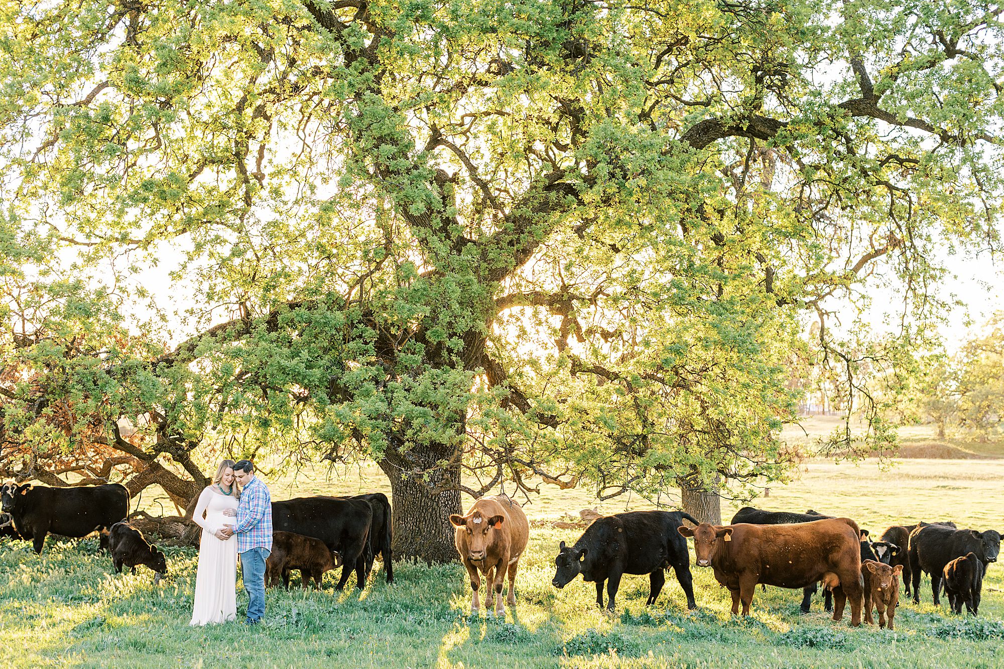 Sheridan Maternity Session - Lexie and Nick - Sacramento Maternity Photos by Ashley Baumgartner - Farmland, 4H Maternity with Cows_0008.jpg