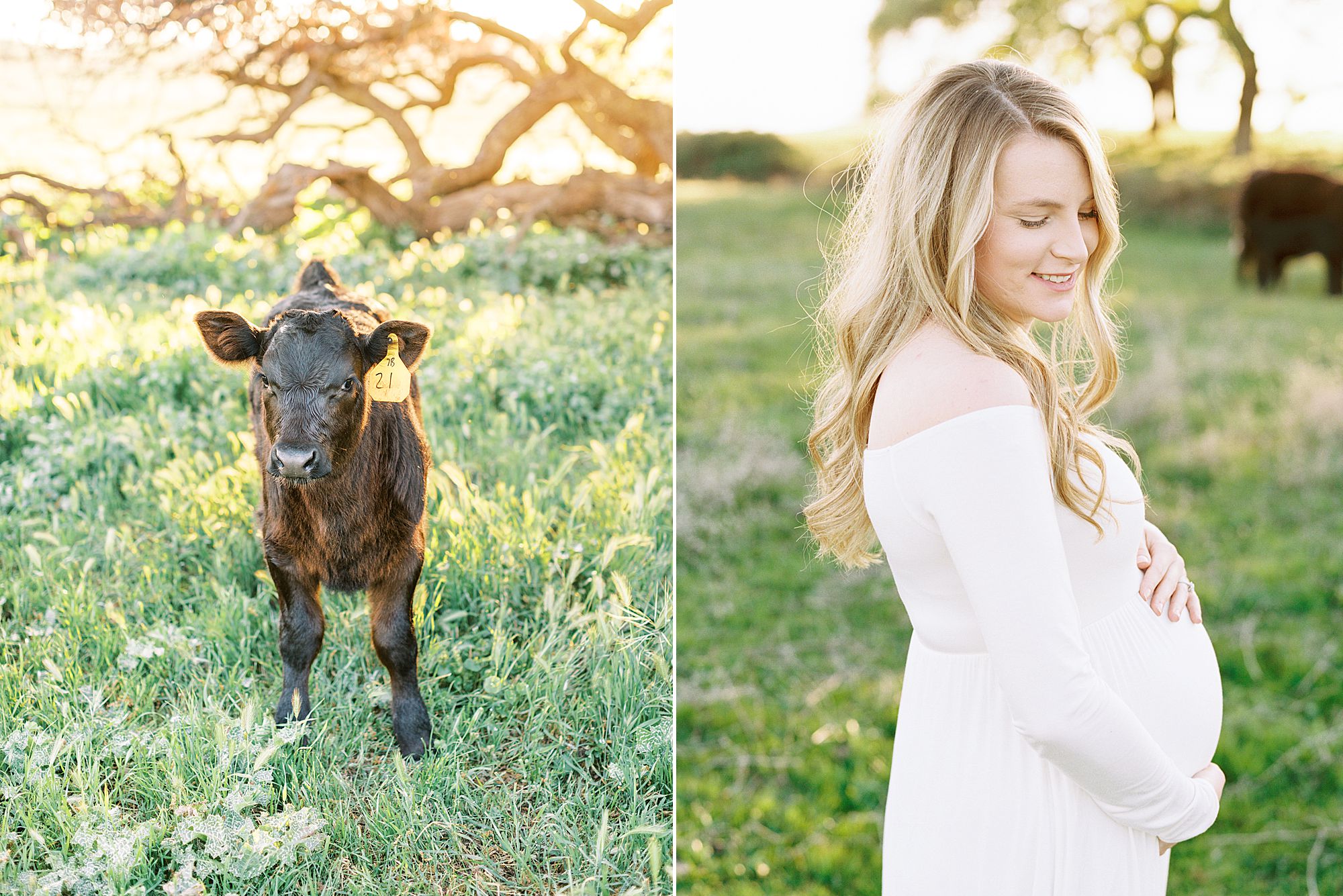 Sheridan Maternity Session - Lexie and Nick - Sacramento Maternity Photos by Ashley Baumgartner - Farmland, 4H Maternity with Cows_0011.jpg