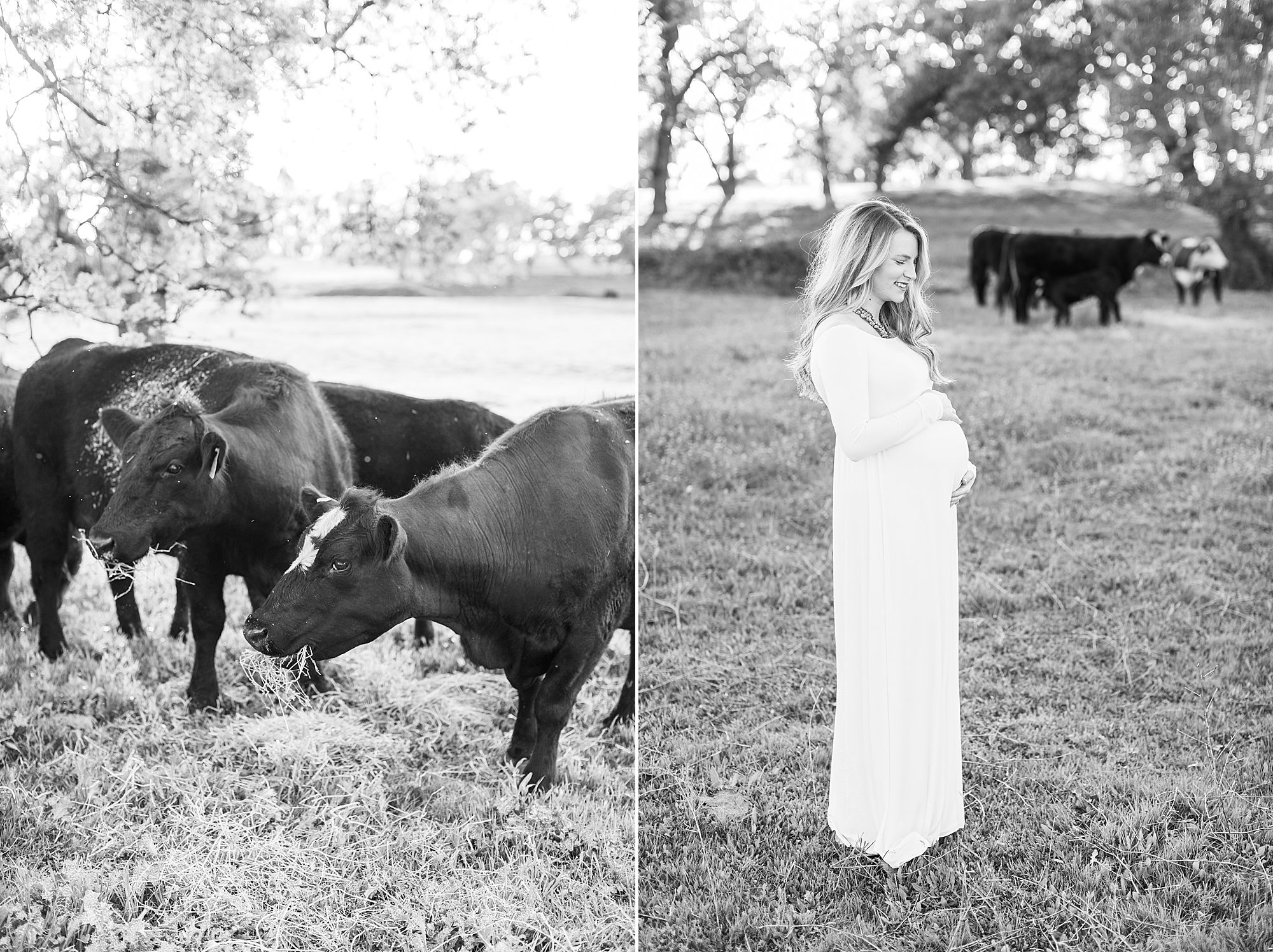 Sheridan Maternity Session - Lexie and Nick - Sacramento Maternity Photos by Ashley Baumgartner - Farmland, 4H Maternity with Cows_0013.jpg