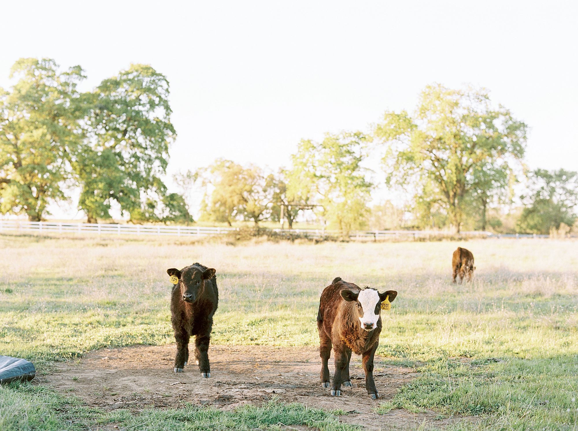 Sheridan Maternity Session - Lexie and Nick - Sacramento Maternity Photos by Ashley Baumgartner - Farmland, 4H Maternity with Cows_0015.jpg