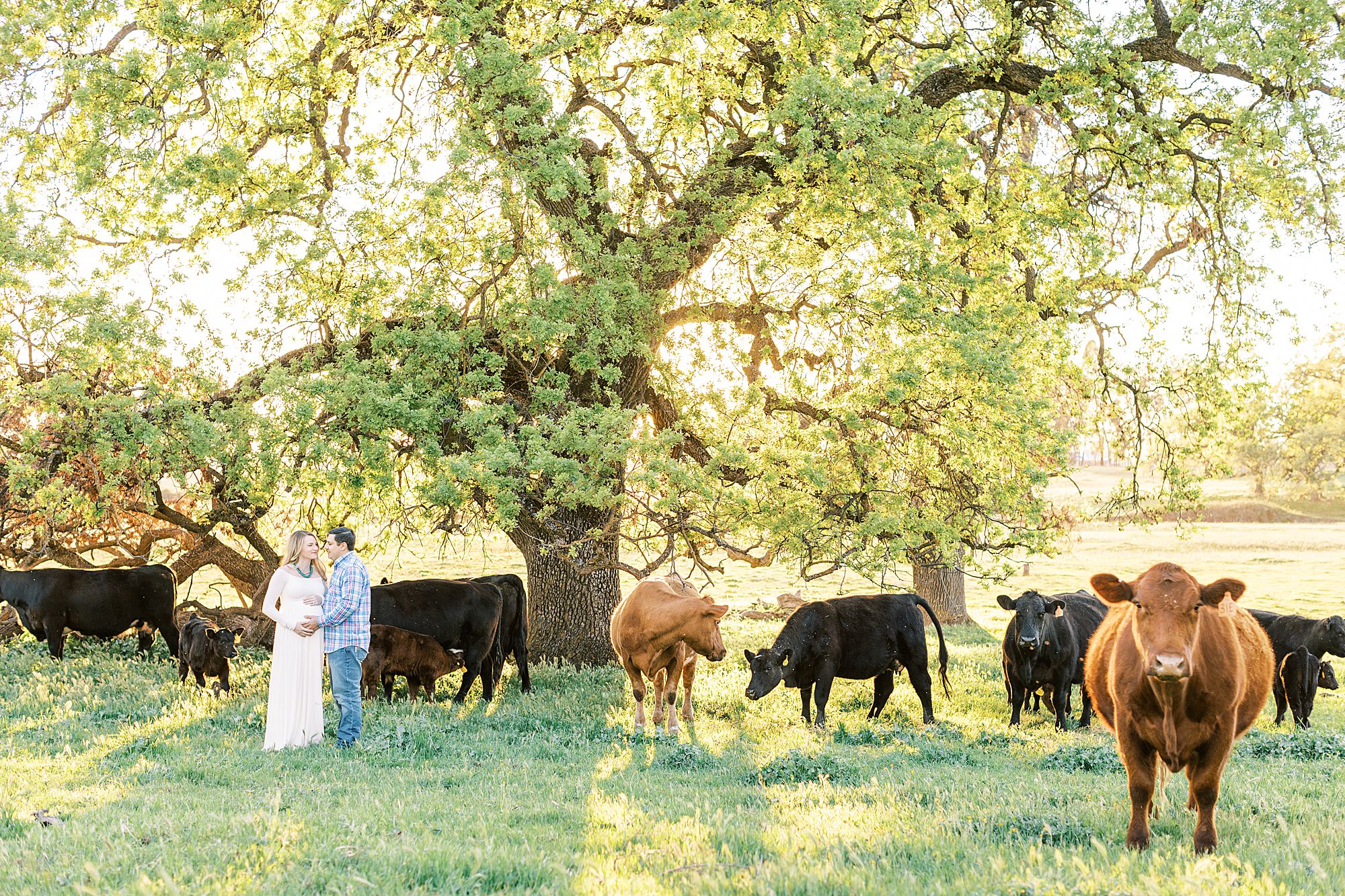 Sheridan Maternity Session - Lexie and Nick - Sacramento Maternity Photos by Ashley Baumgartner - Farmland, 4H Maternity with Cows_0017.jpg