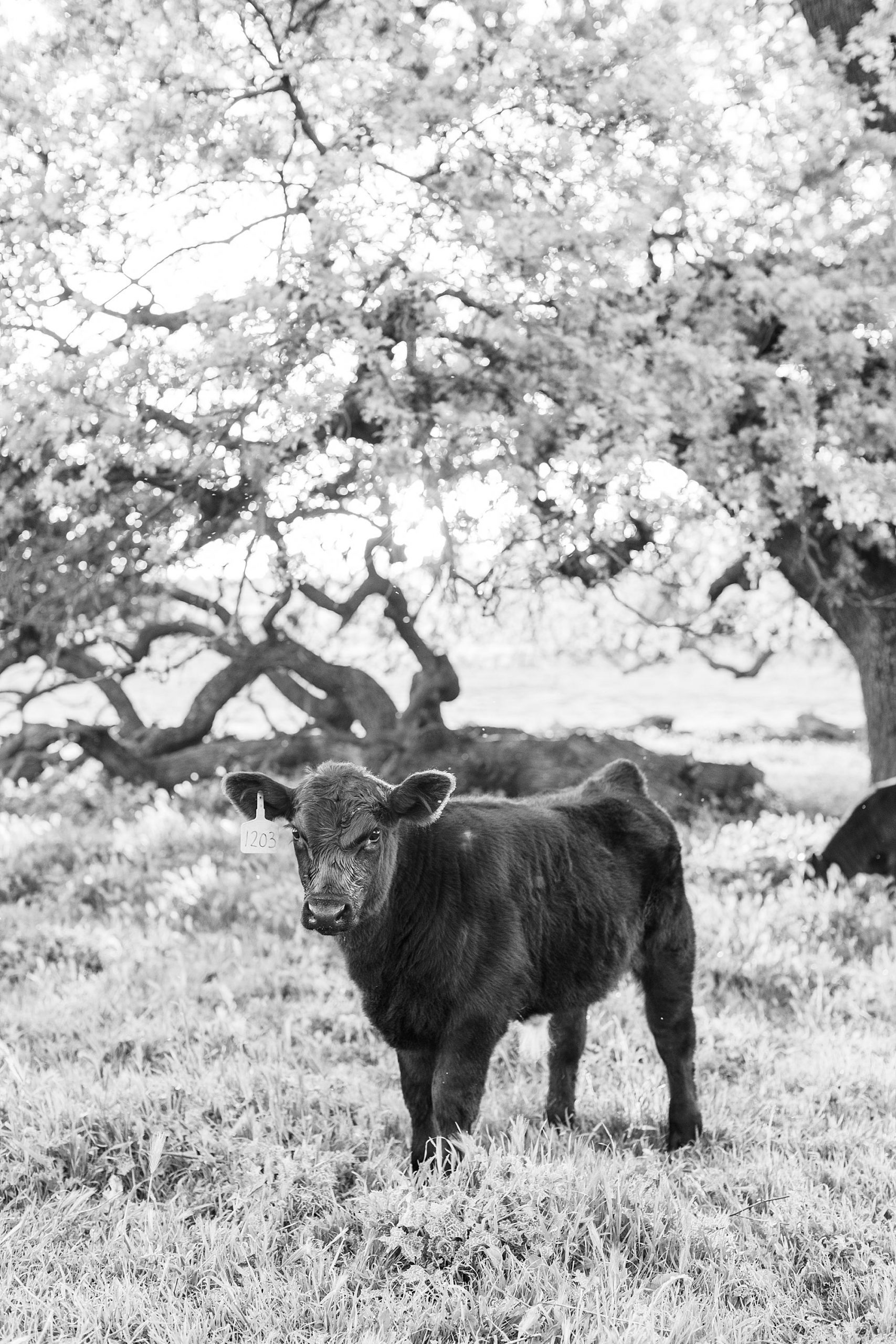 Sheridan Maternity Session - Lexie and Nick - Sacramento Maternity Photos by Ashley Baumgartner - Farmland, 4H Maternity with Cows_0019.jpg